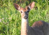 Deer in Cutler Park