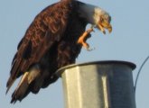 Bald eagle in Cutler Park