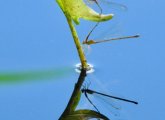 Damselflies on a stalk jutting out of the Charles River