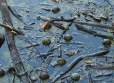 Tennis balls in a West Roxbury swamp