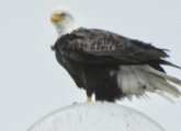 Eagle on Rivermoor Street in West Roxbury