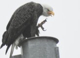 Eagle with big talon