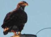 Juvenile bald eagle