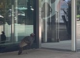 Turkey outside Equinox health club