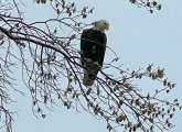 Eagle on the Esplanade