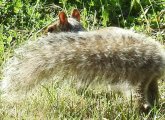 Fuzzy squirrel