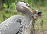 Heron with catfish