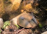 Horseshoe crab at Jamaica Pond