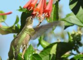 Hummingbird getting some food