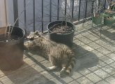 Raccoon asleep on a Jamaica Plain porch