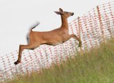 Jumping deer at Millennium Park