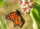 Monarch butterfly in Millennium Park