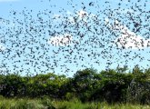 Murmuration in Rumney Marsh