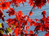 Fall comes to Jamaica Pond