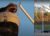 Raccoon being rescued from the top of a light fixture on the turnpike