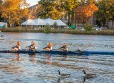 Rowers and geese