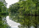 Scarboro Pond in Franklin Park