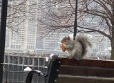 Squirrel eating lunch at Piers Park in East Boston