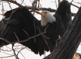 Landing eagle