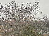 A lot of birds in trees in East Boston