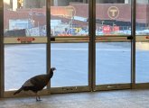 Turkey at Government Center MBTA station