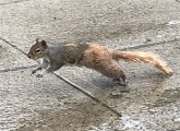 Two-tone squirrel