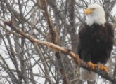 Bald eagle in West Roxbury