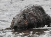 Beaver along the Charles River