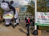 Giant inflatable cow outside Reggie Lewis Center