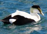 Common eider duck at Castle Island