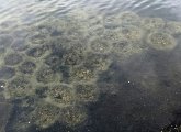 Bluegill nests in Jamaica Pond