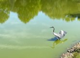 Great blue heron in green water at Forest Hills Cemetery.