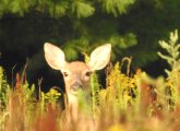 Deer with big ears