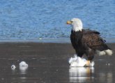 Eagle eating a seagull on the ice at Jamaica Pllain