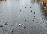 Geese in the Esplanade lagoon