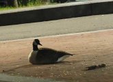 Goose at police headquarters