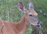 Deer enjoying the shoots