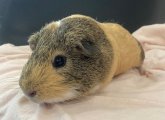 A guinea pig