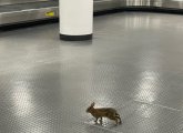 Rabbit at Logan Airport