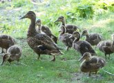 Duck and ducklings at Jamaica Pond