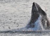 Whale off Manomet