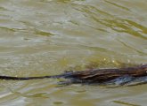 Muskrat in yucky Jamaica Pond