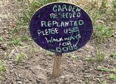 Handmade sign that asks people to stay off reseeded land at North End park