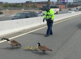 Goslings being corraled on I-93 southbound