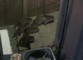 Raccoon family skulking around Charlestown