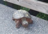 Snapping turtle in Alewife Brook Reservation