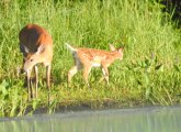 Deer and fawn at the Charles River