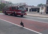 Turkey and firetruck on Brighton Avenue in Allston