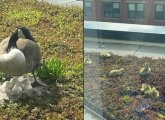 Geese eggs turned into goslings