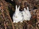 White rabbits in a brown marsh